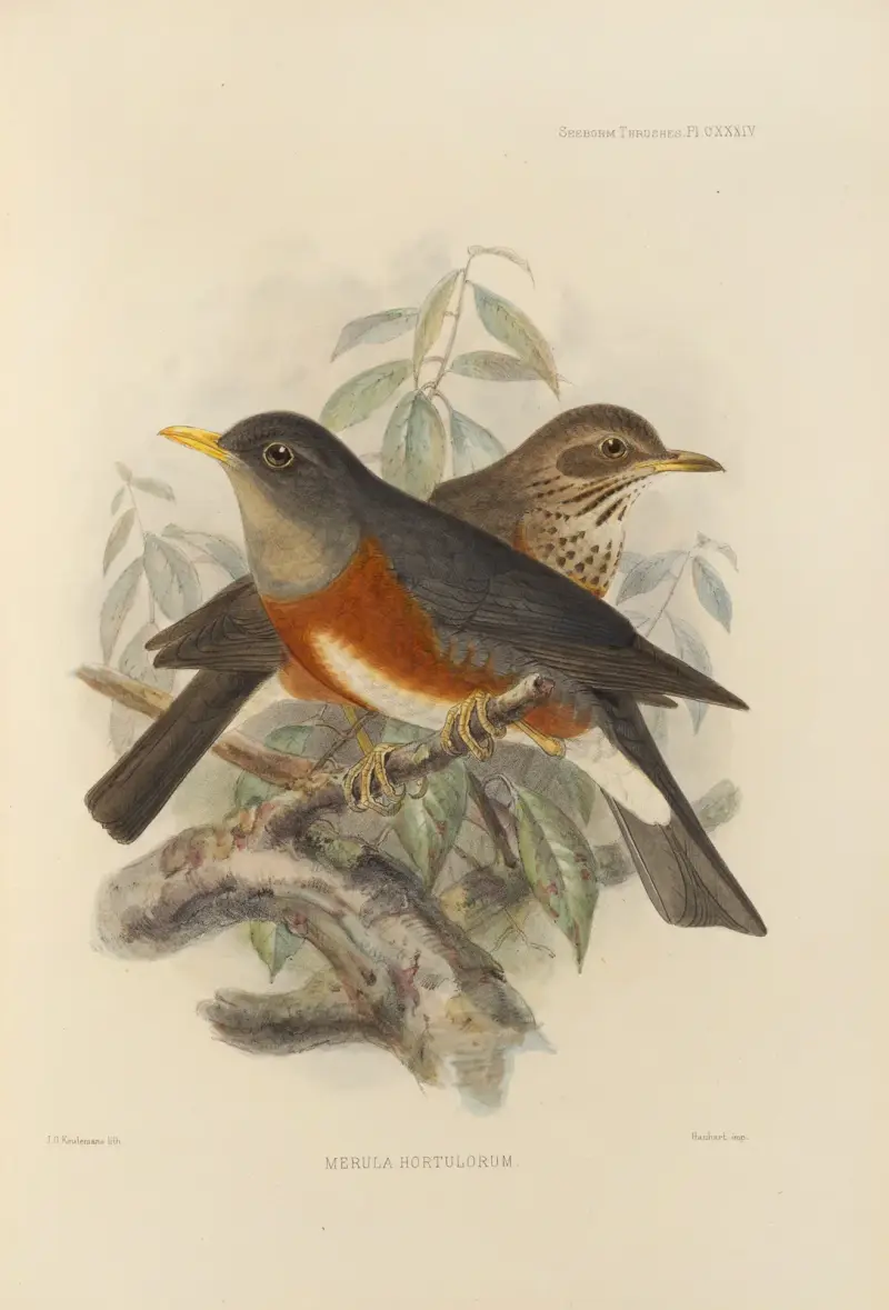 Merula Hortulorum av Henry Seebohm