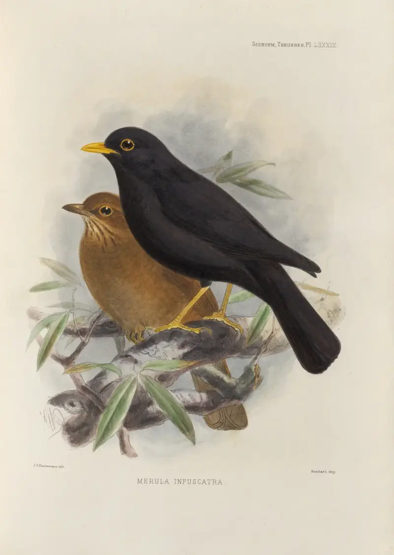 Merula Infuscata av Henry Seebohm