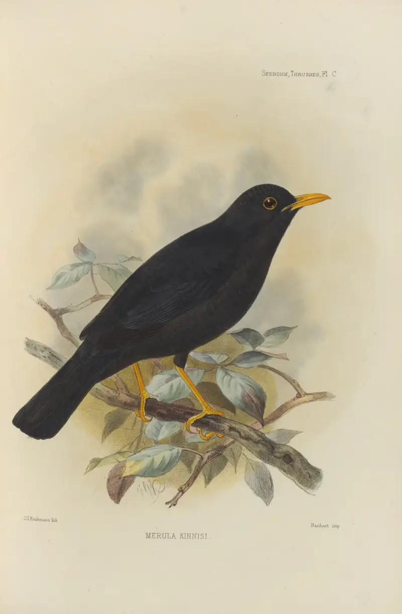 Merula Kinnisi av Henry Seebohm