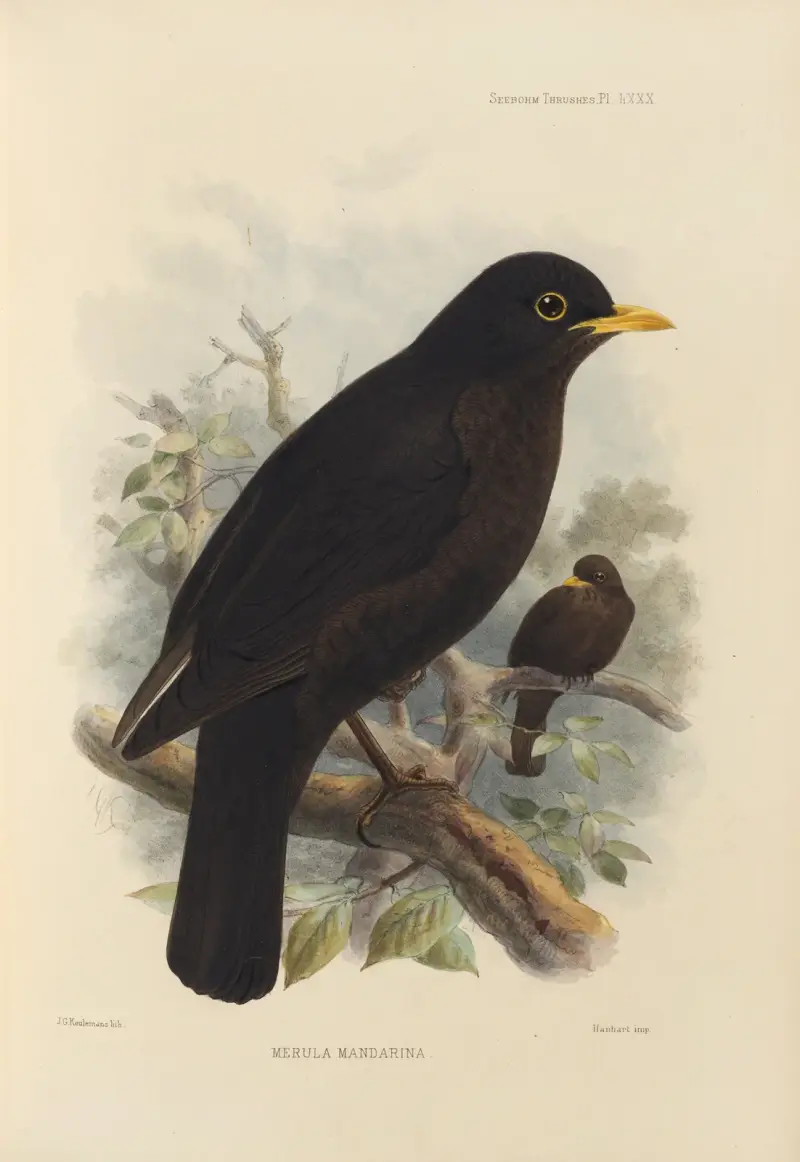 Merula Mandarina von Henry Seebohm