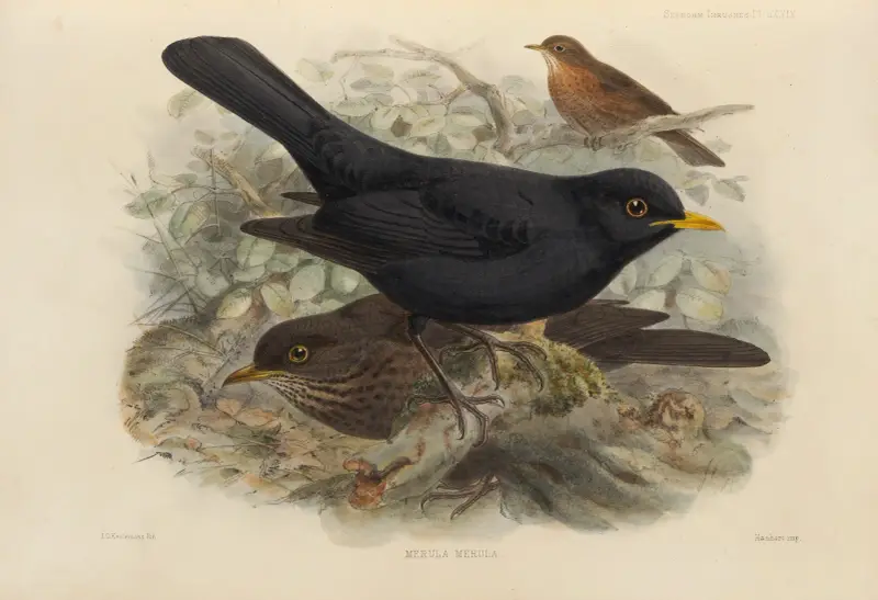 Merula Merula av Henry Seebohm