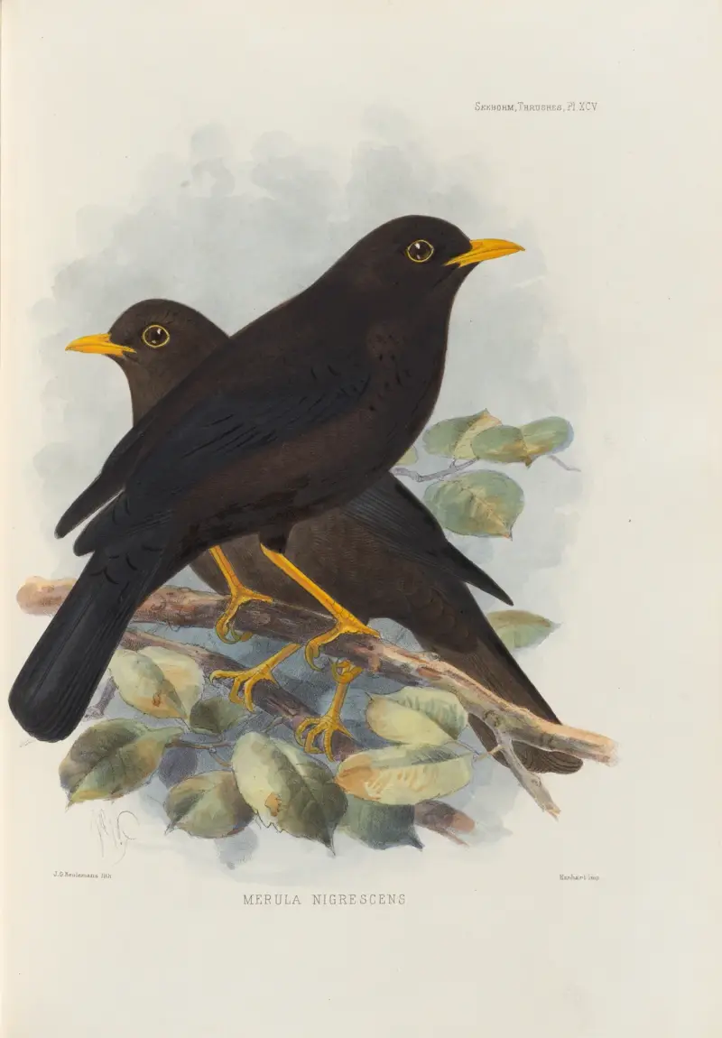 Merula Nigrescens, Henry Seebohm