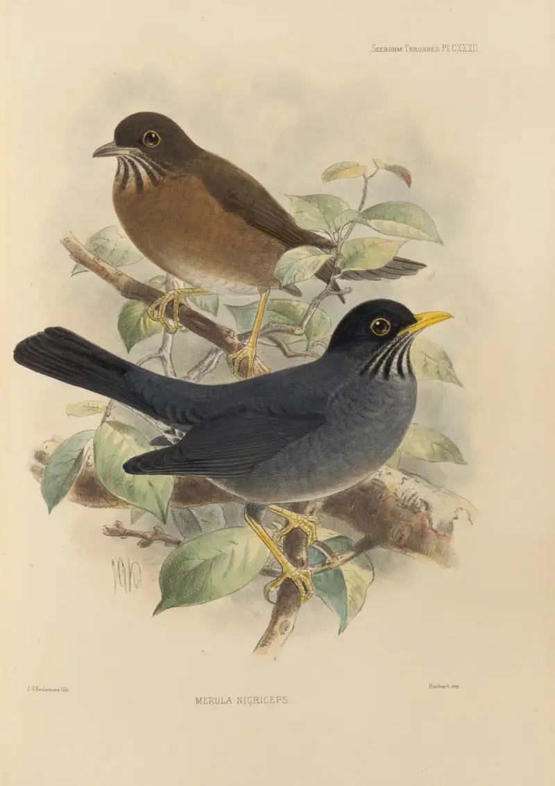 Merula Nigriceps av Henry Seebohm