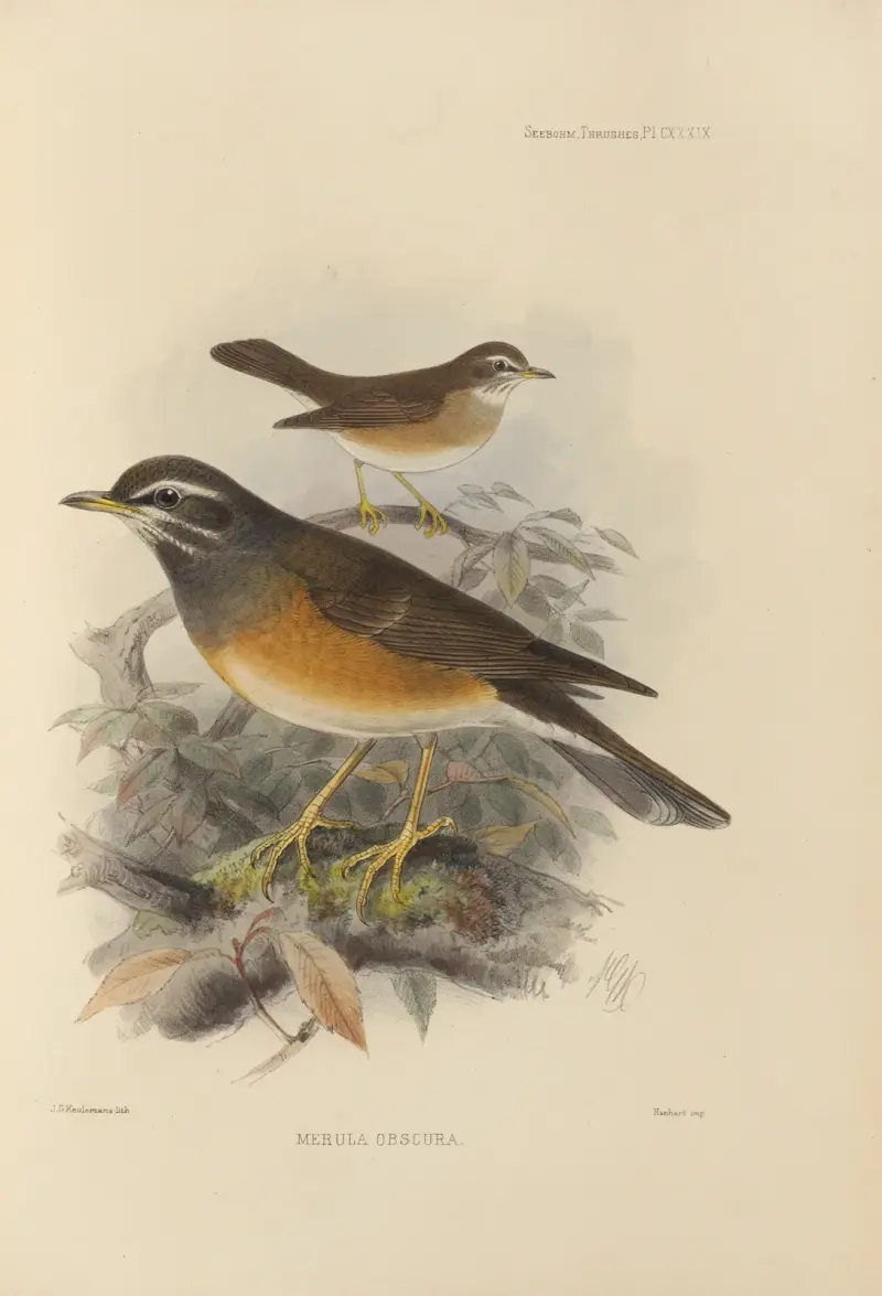 Merula Obscura von Henry Seebohm