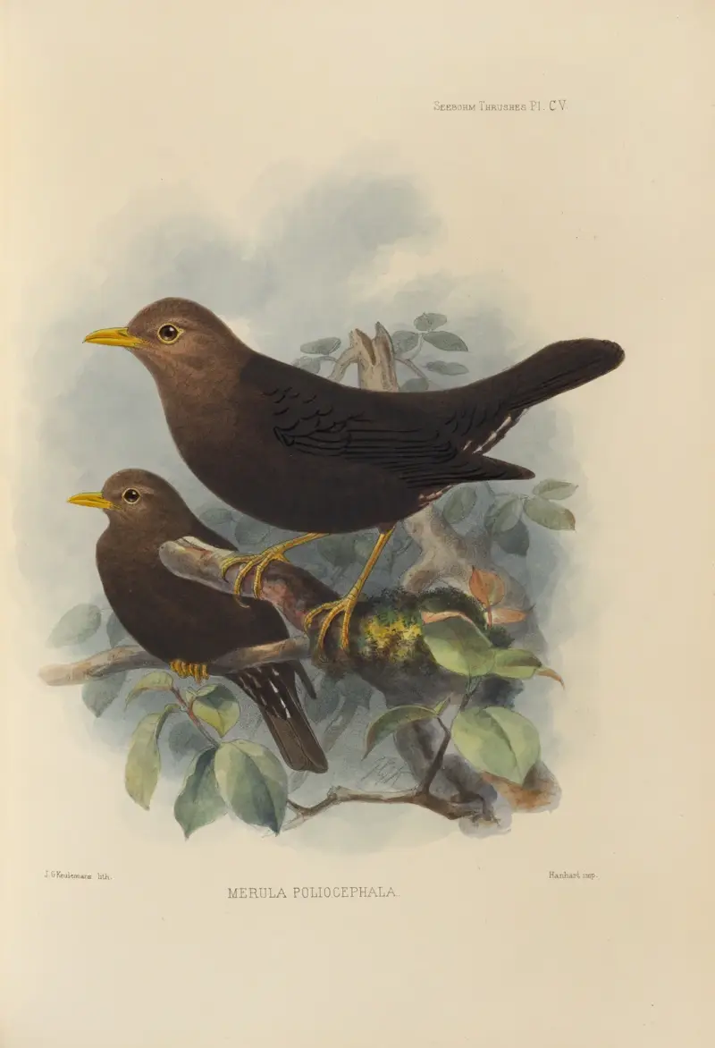 Merula Poliocephala, Henry Seebohm