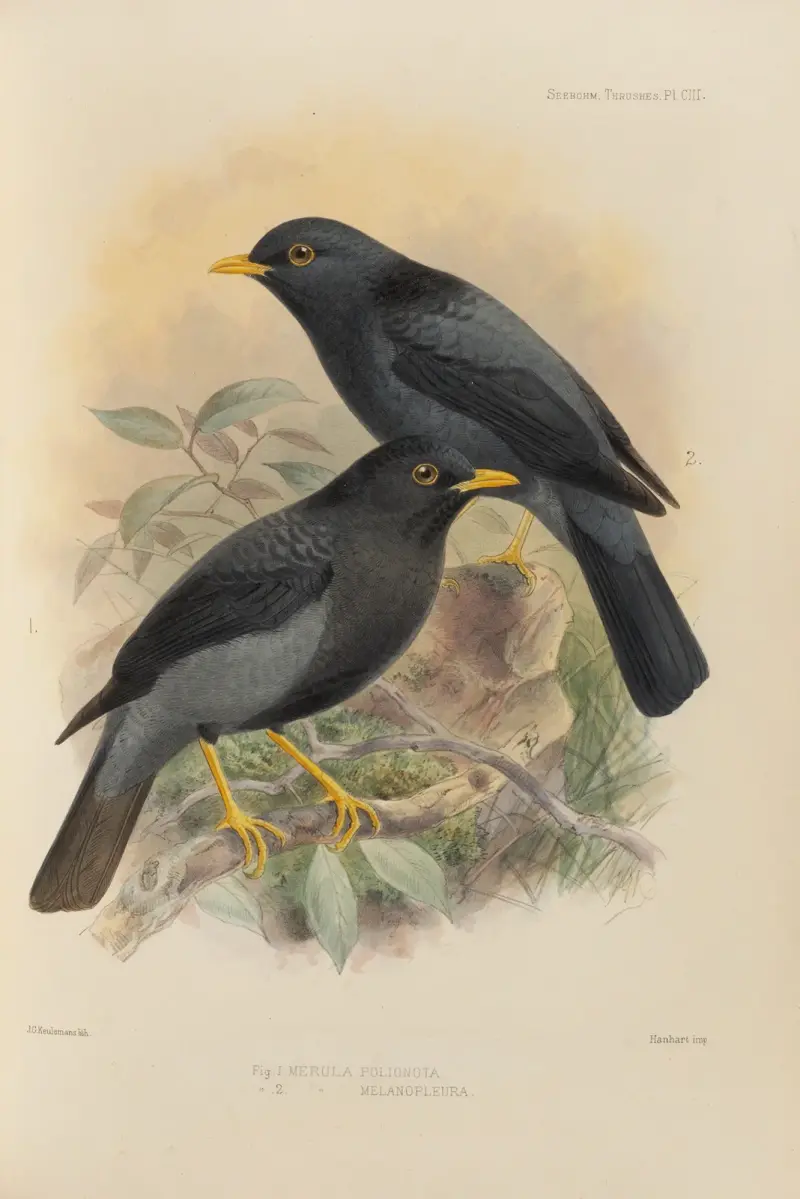 Merula Polionota, Merula Melanopleura av Henry Seebohm