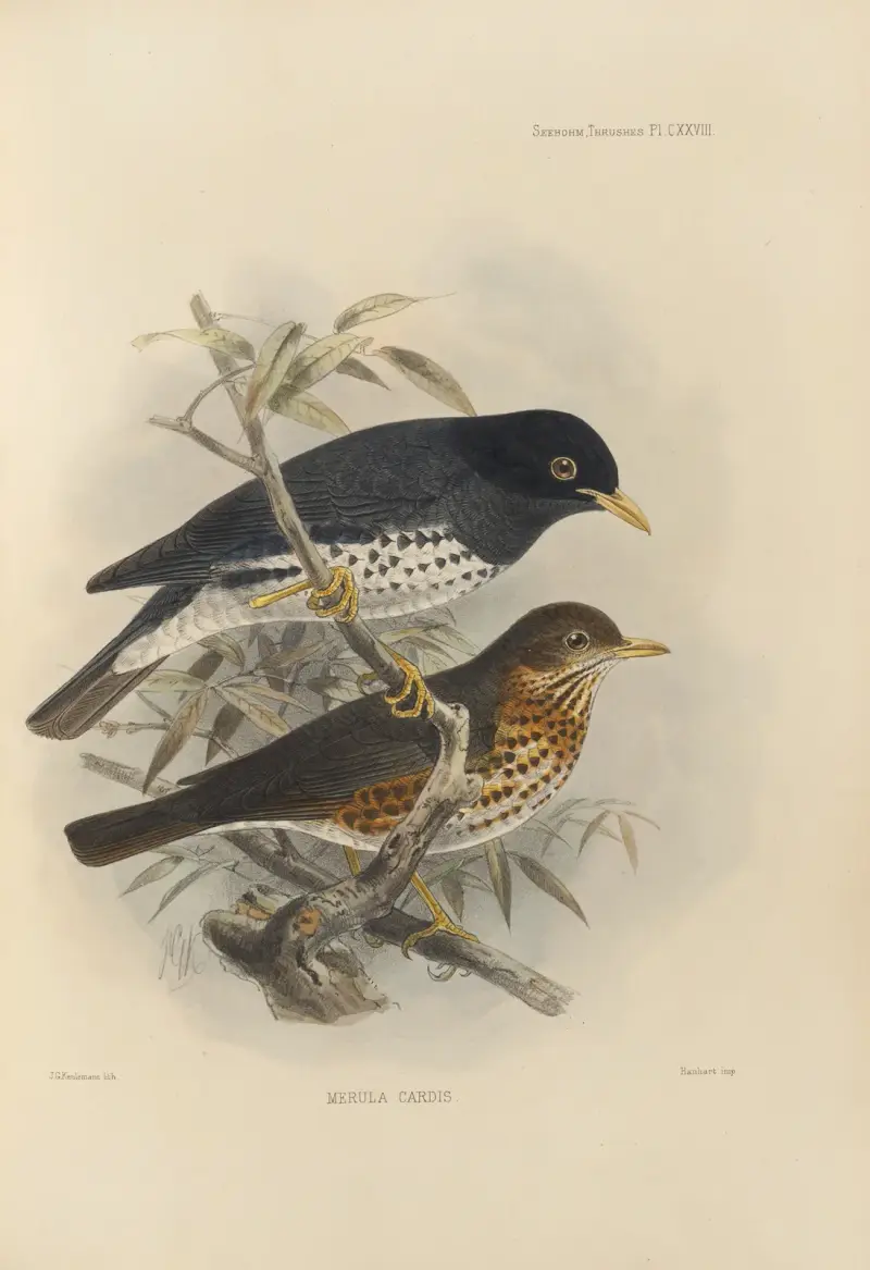 Merula Reevei, Henry Seebohm