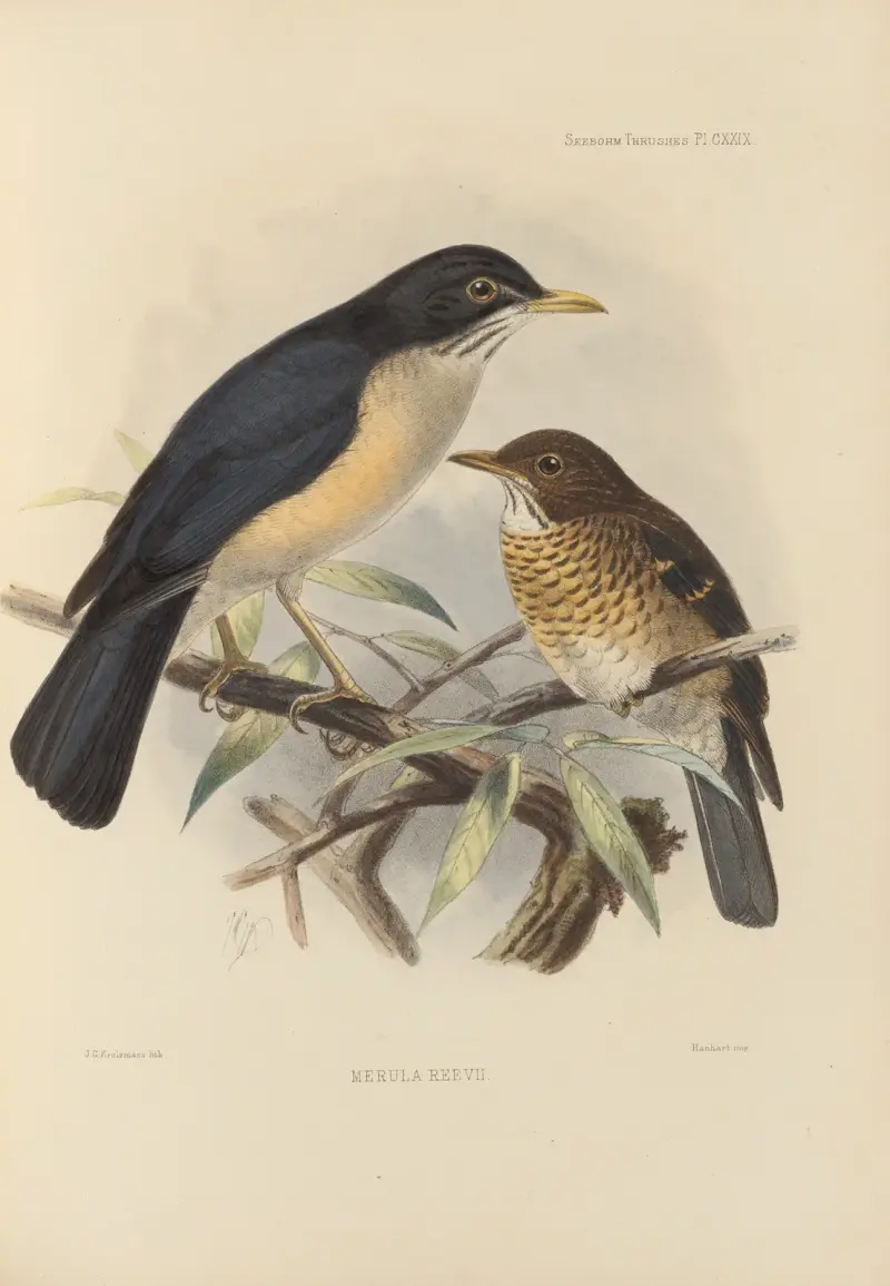 Merula Reevi, Henry Seebohm