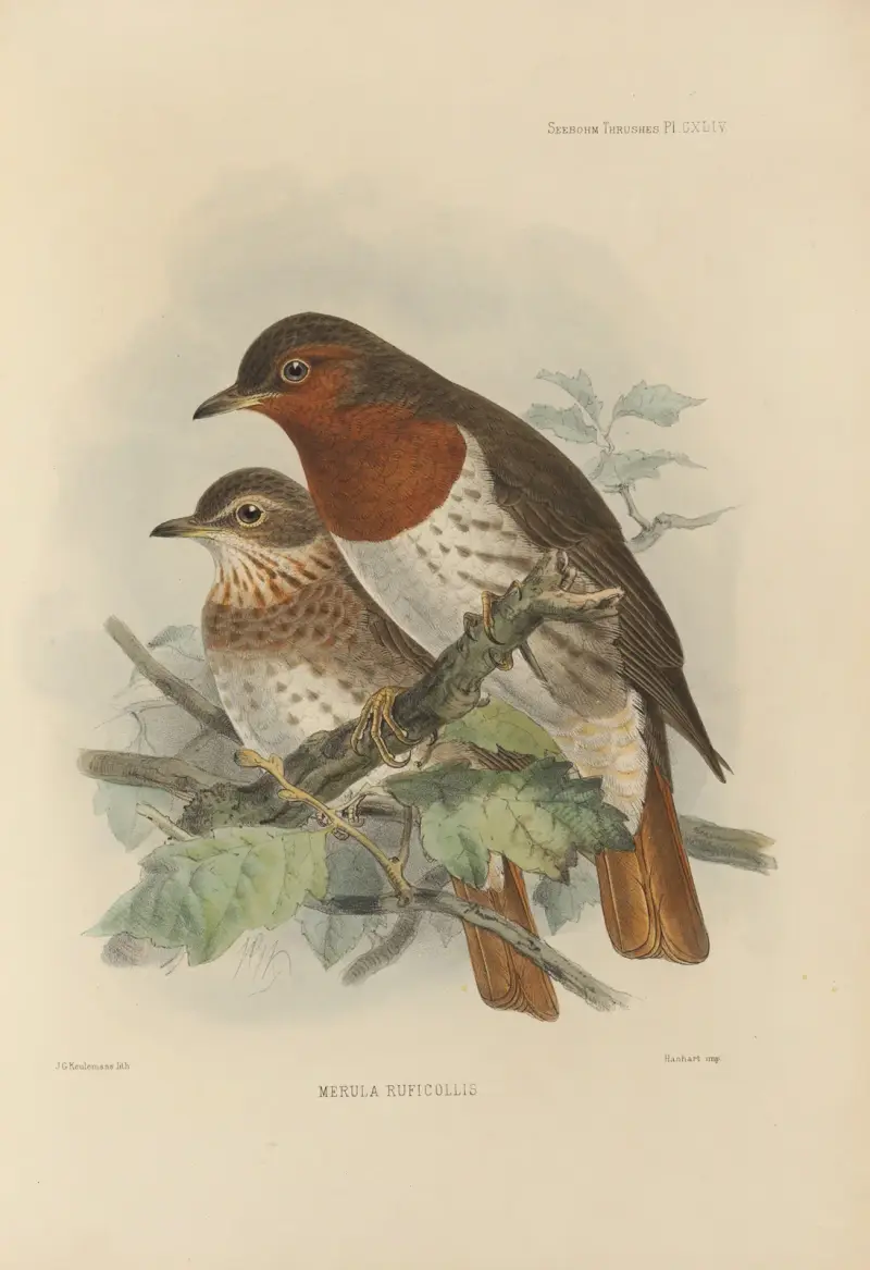 Merula Ruficollis av Henry Seebohm