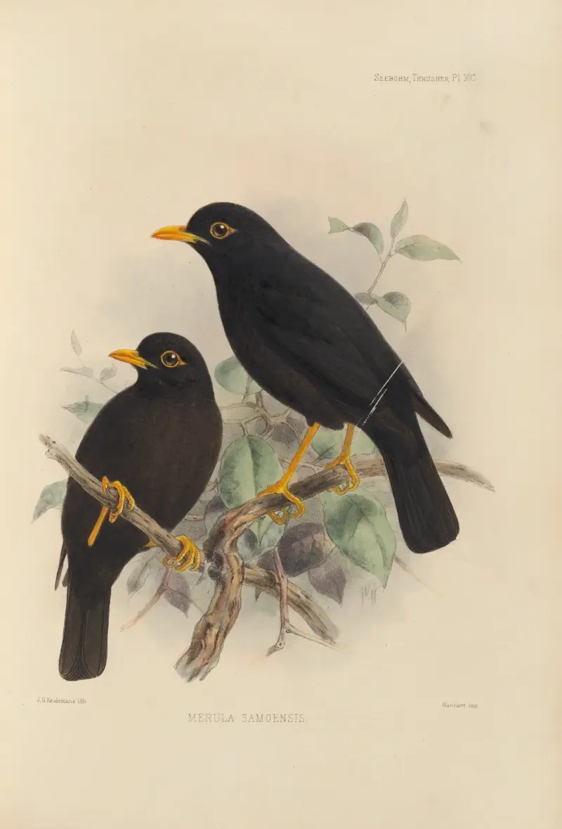 Merula Samoensis av Henry Seebohm