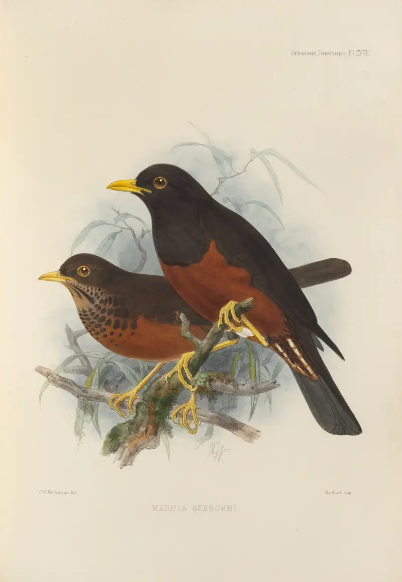 Merula Seebohmi av Henry Seebohm