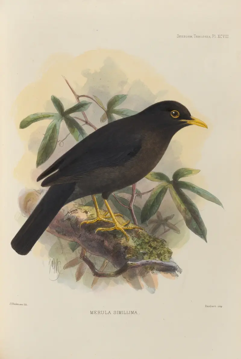 Merula Simillima av Henry Seebohm