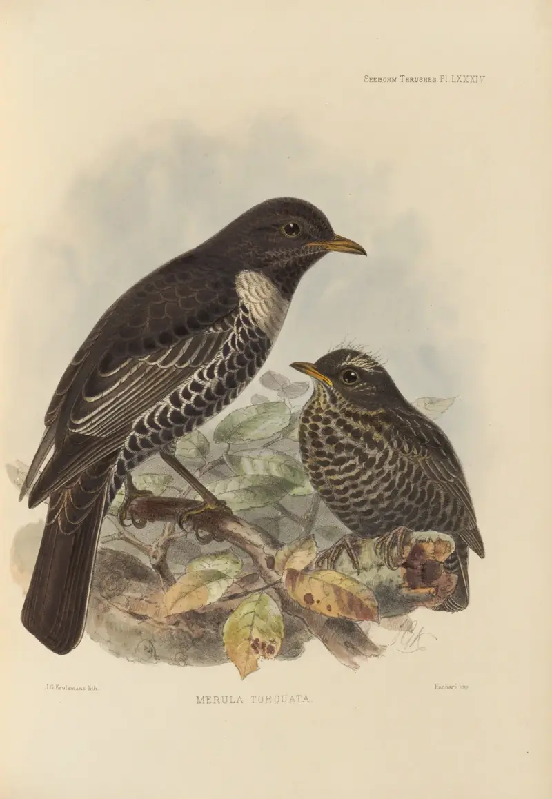 Merula Torquata, Henry Seebohm