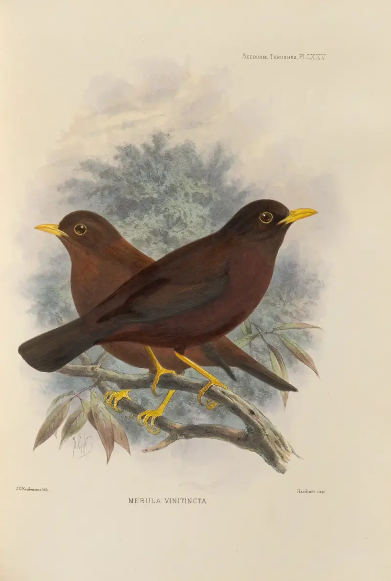 Merula Vinitincta av Henry Seebohm