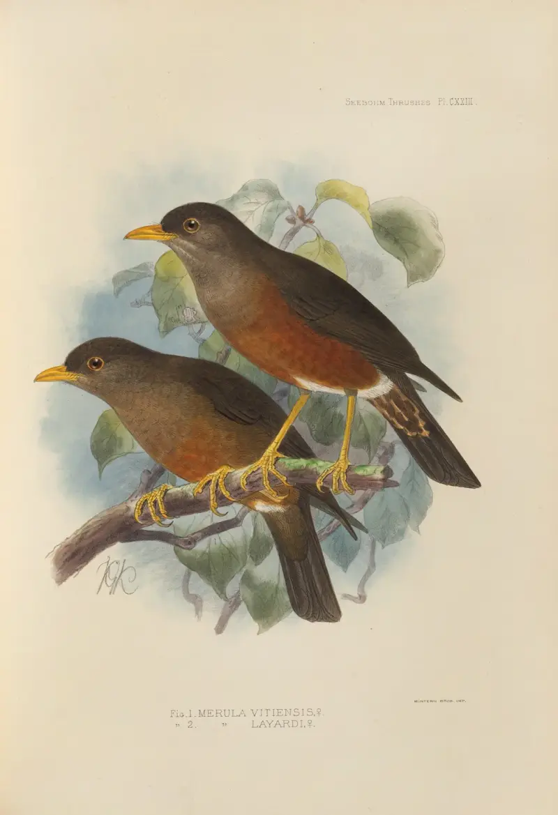 Merula Vitiensis, Merula Layardi av Henry Seebohm