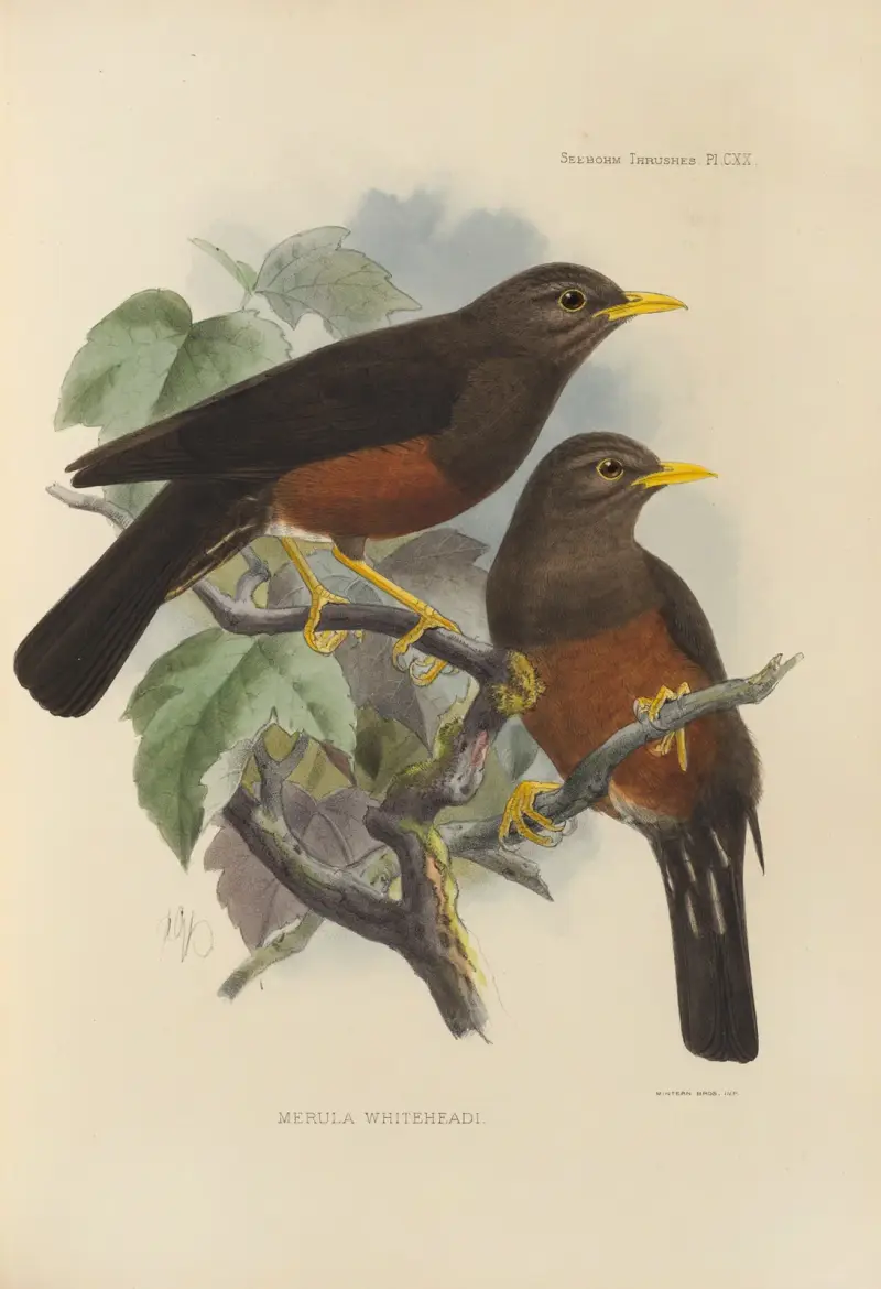 Merula Whiteheadi, Henry Seebohm