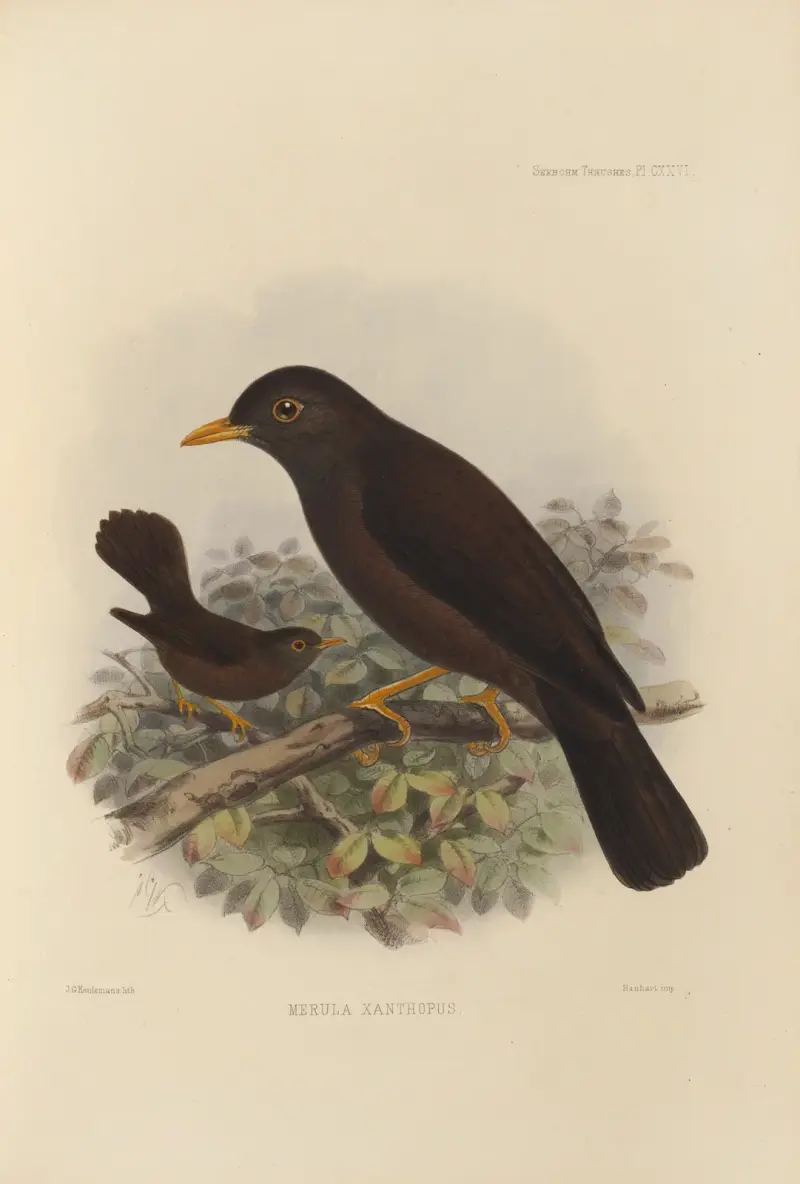 Merula Xanthopus av Henry Seebohm