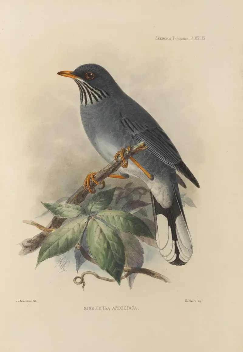 Mimocichla Ardesiaca av Henry Seebohm