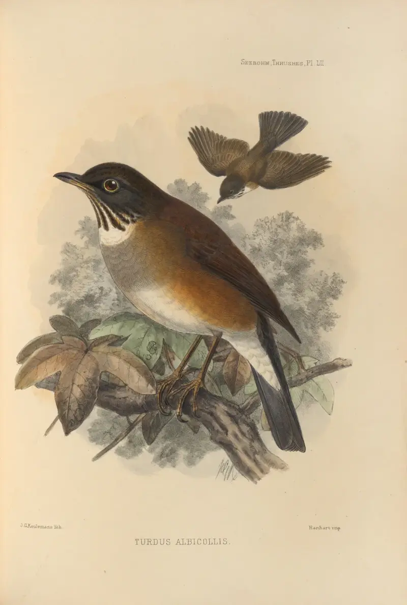 Turdus Albicollis, Henry Seebohm