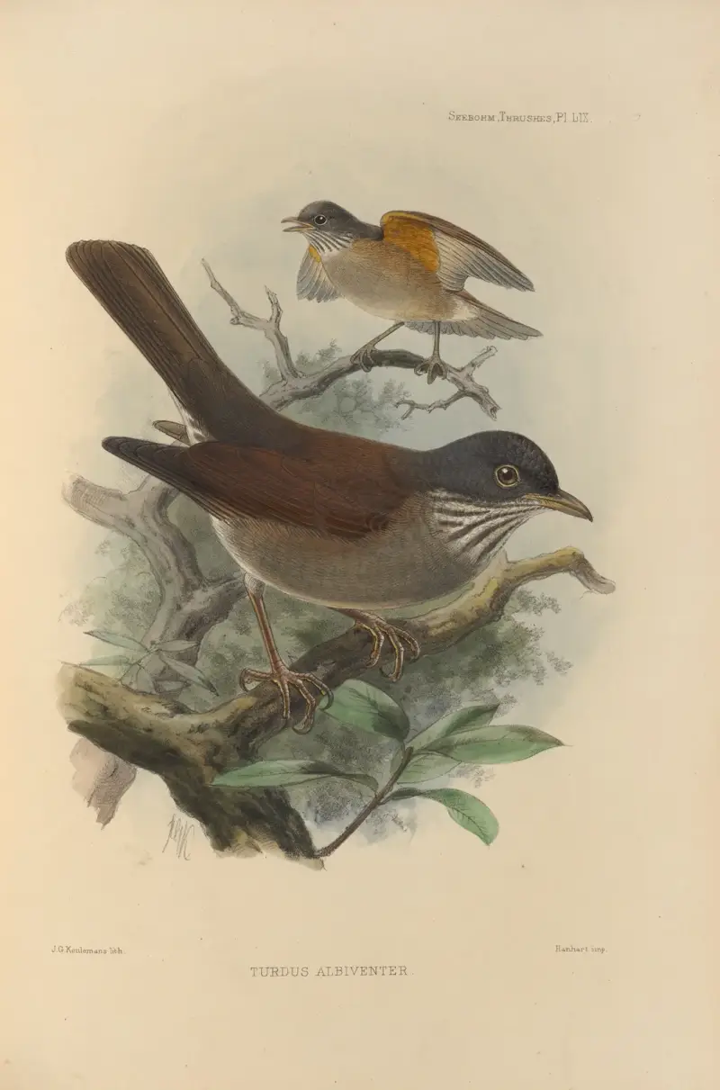 Turdus Albiventer av Henry Seebohm