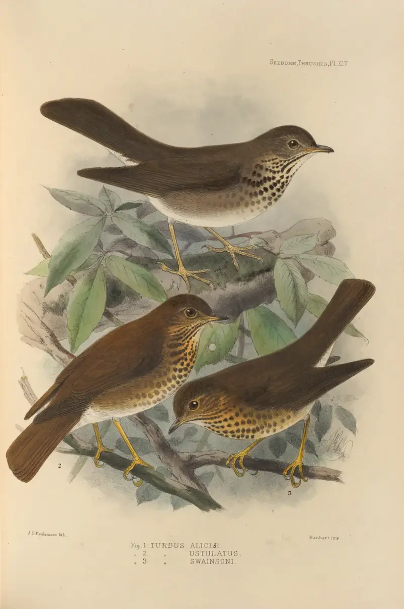 Turdus Aliciae, Turdus Ustulatus, Turdus Swainsoni av Henry Seebohm