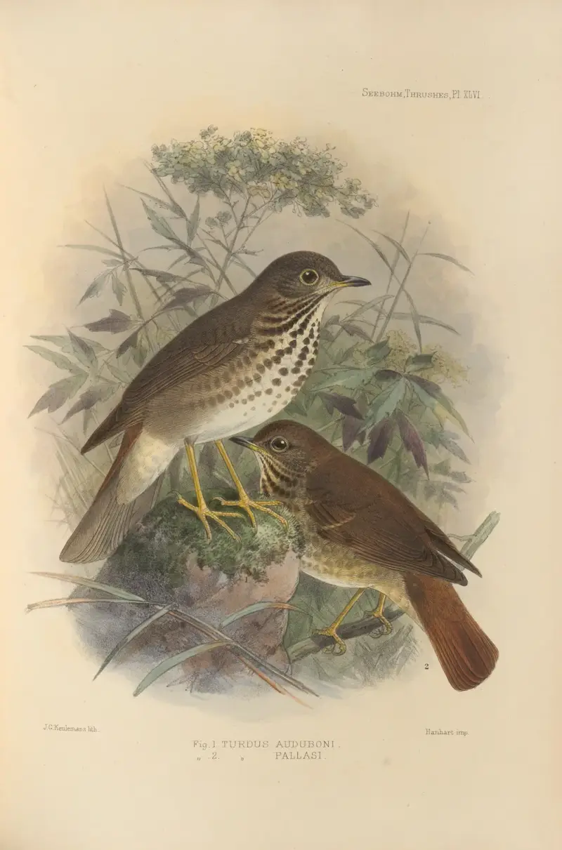 Turdus Auduboni, Turdus Pallasi av Henry Seebohm