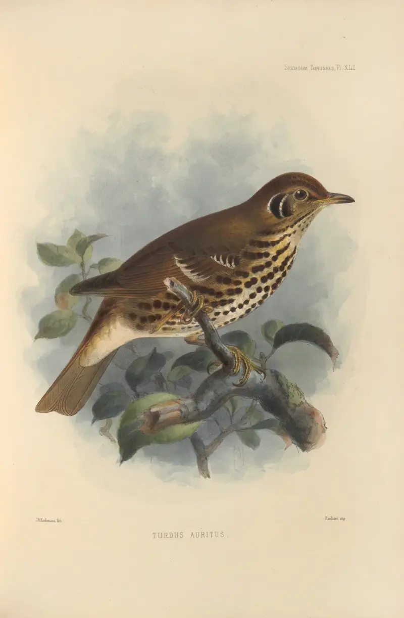 Turdus Auritus av Henry Seebohm