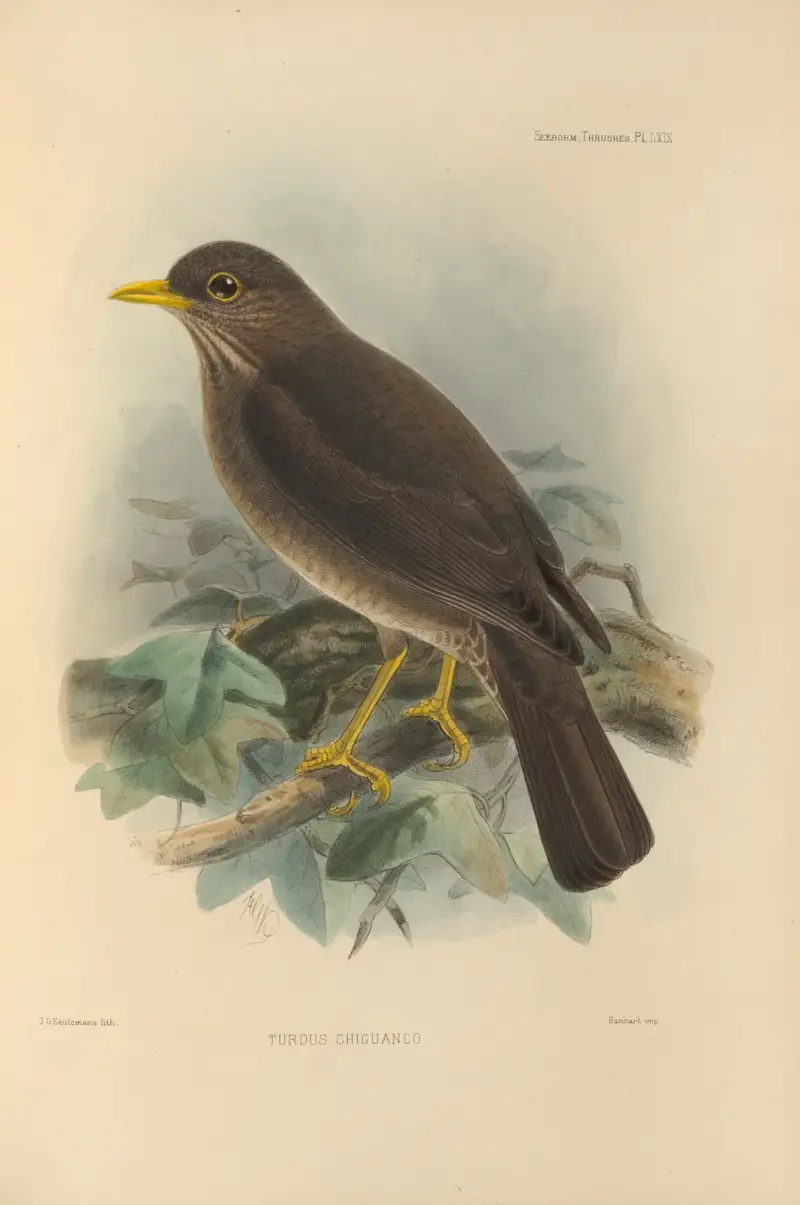 Turdus Chiguanco av Henry Seebohm