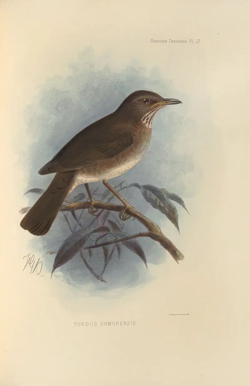 Turdus Comorensis av Henry Seebohm