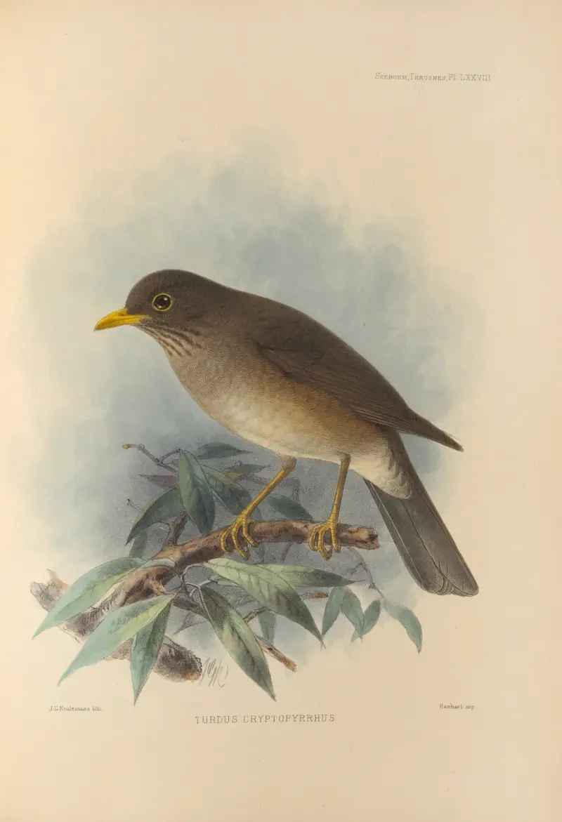 Turdus Cryptopyrrhus von Henry Seebohm