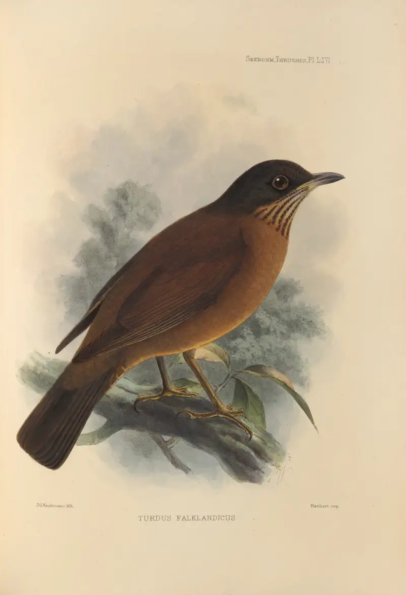 Turdus Falklandicus von Henry Seebohm