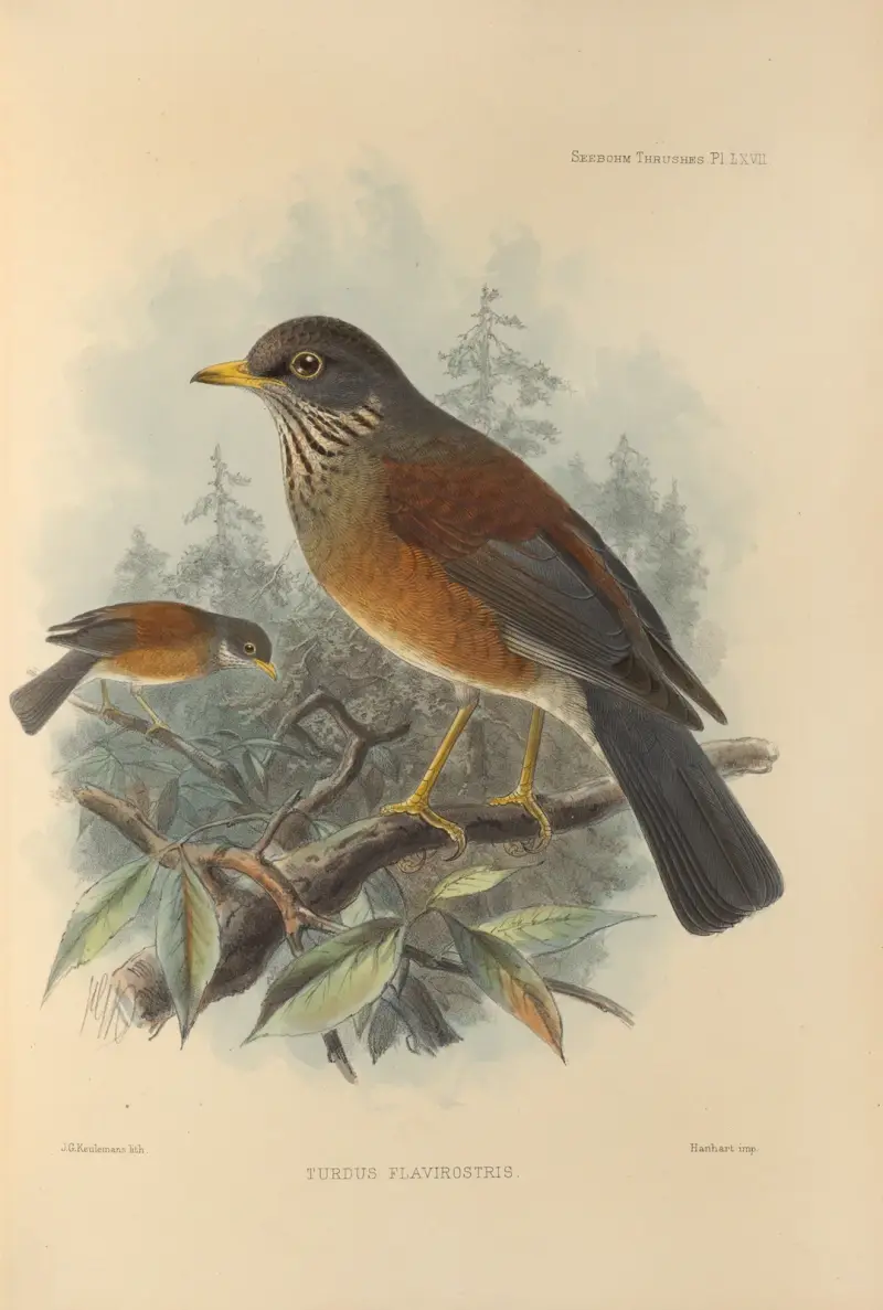 Turdus Flavirostris von Henry Seebohm