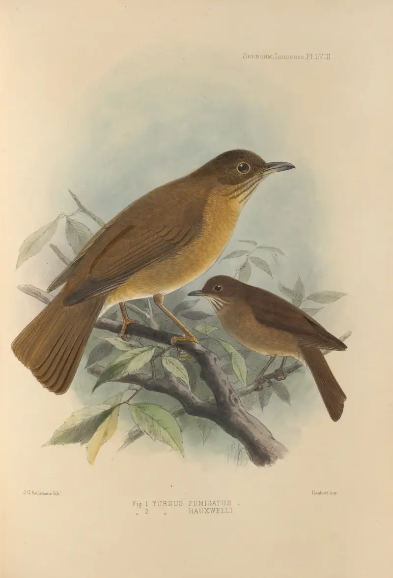 Turdus Fumigatus, Turdus Hauxwelli av Henry Seebohm