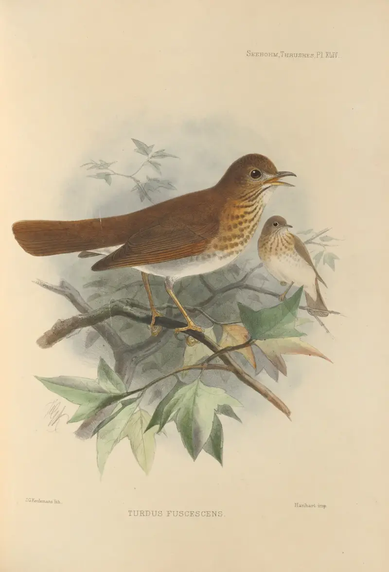 Turdus Fuscescens av Henry Seebohm