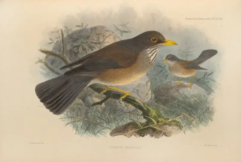 Turdus Graysoni av Henry Seebohm