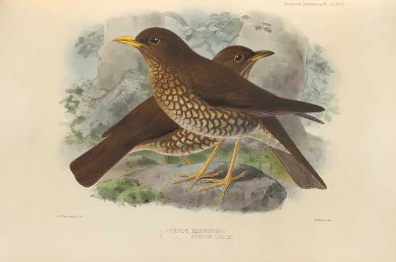 Turdus Herminieri, Turdus Sanctae-Luciae av Henry Seebohm