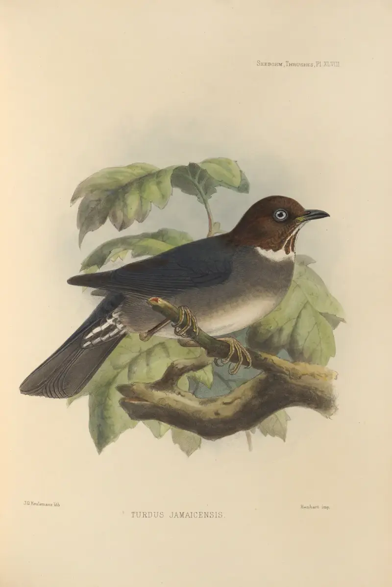 Turdus Jamaicensis av Henry Seebohm