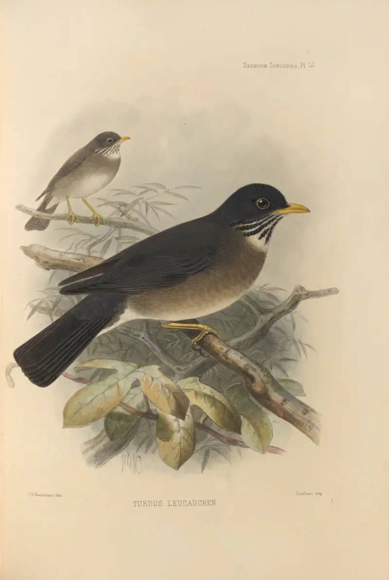 Turdus Leucauchen av Henry Seebohm