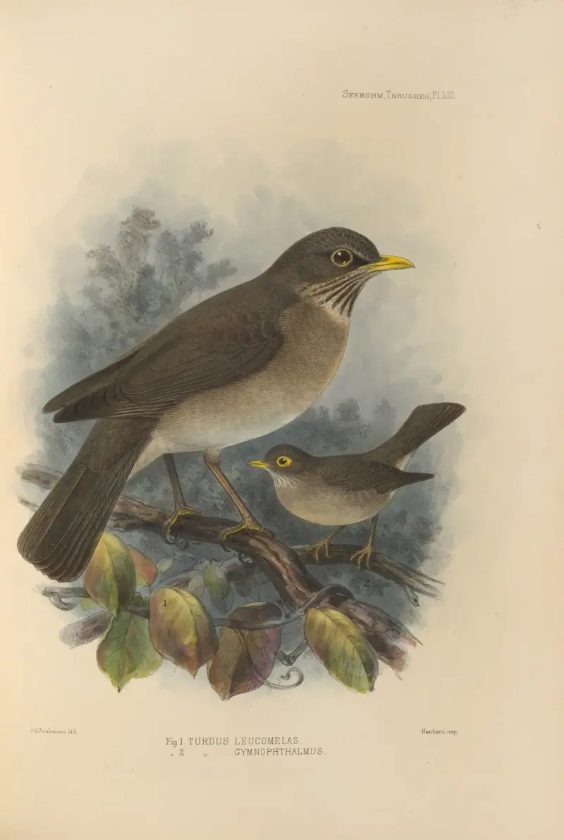 Turdus Leucomelas, Turdus Gymnophthalmus av Henry Seebohm