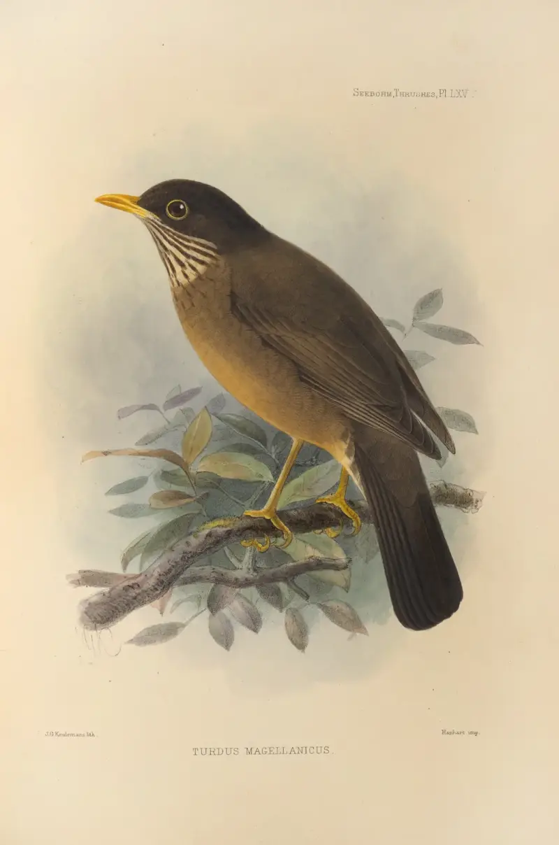 Turdus Magellanicus av Henry Seebohm