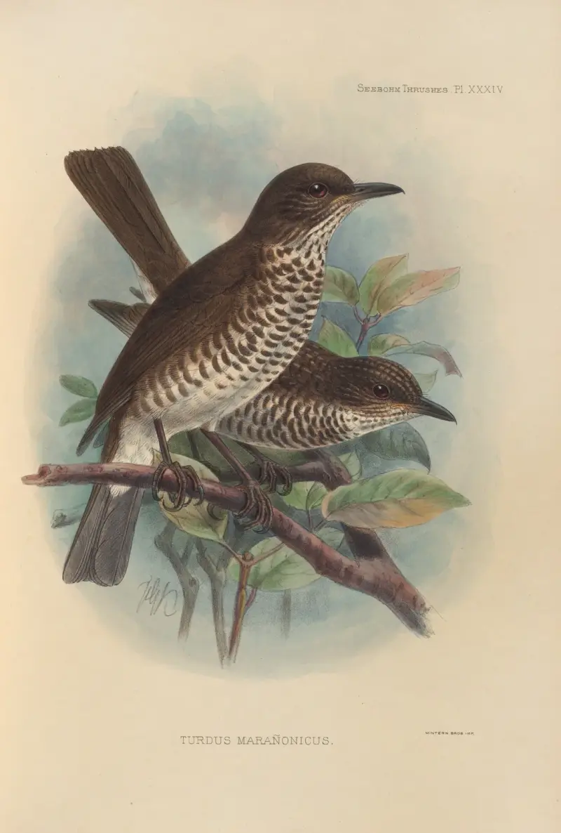 Turdus Maranonicus av Henry Seebohm