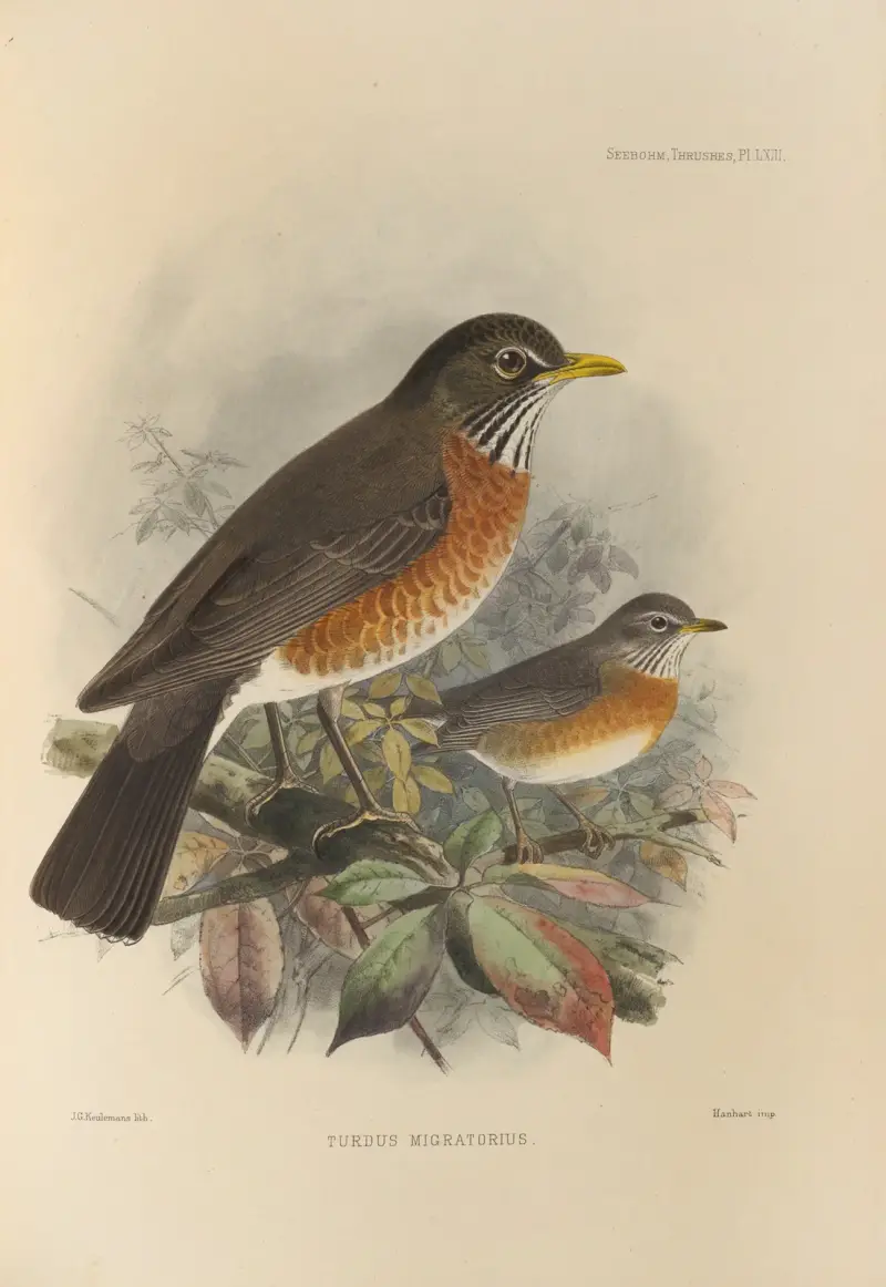 Turdus Migratorius. av Henry Seebohm