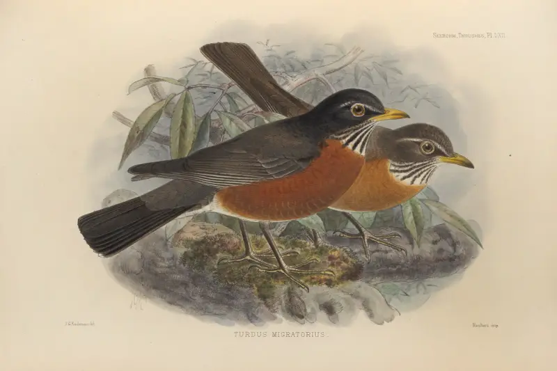 Turdus Migratorius av Henry Seebohm