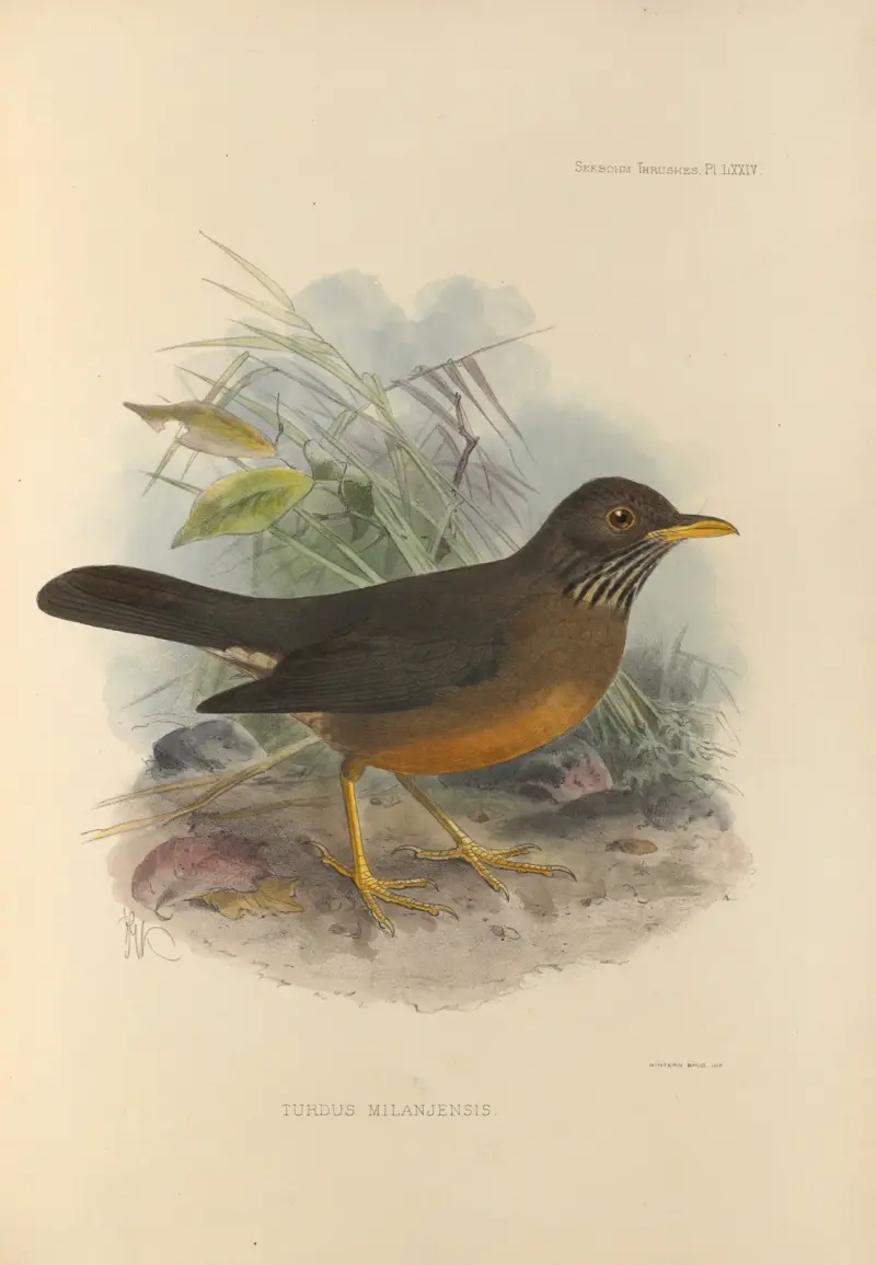 Turdus Milanjensis av Henry Seebohm