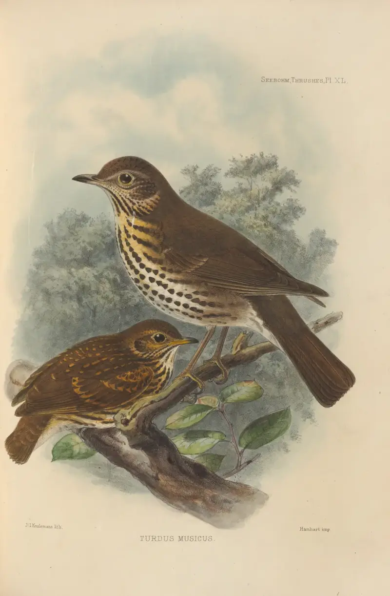 Turdus Musicus av Henry Seebohm