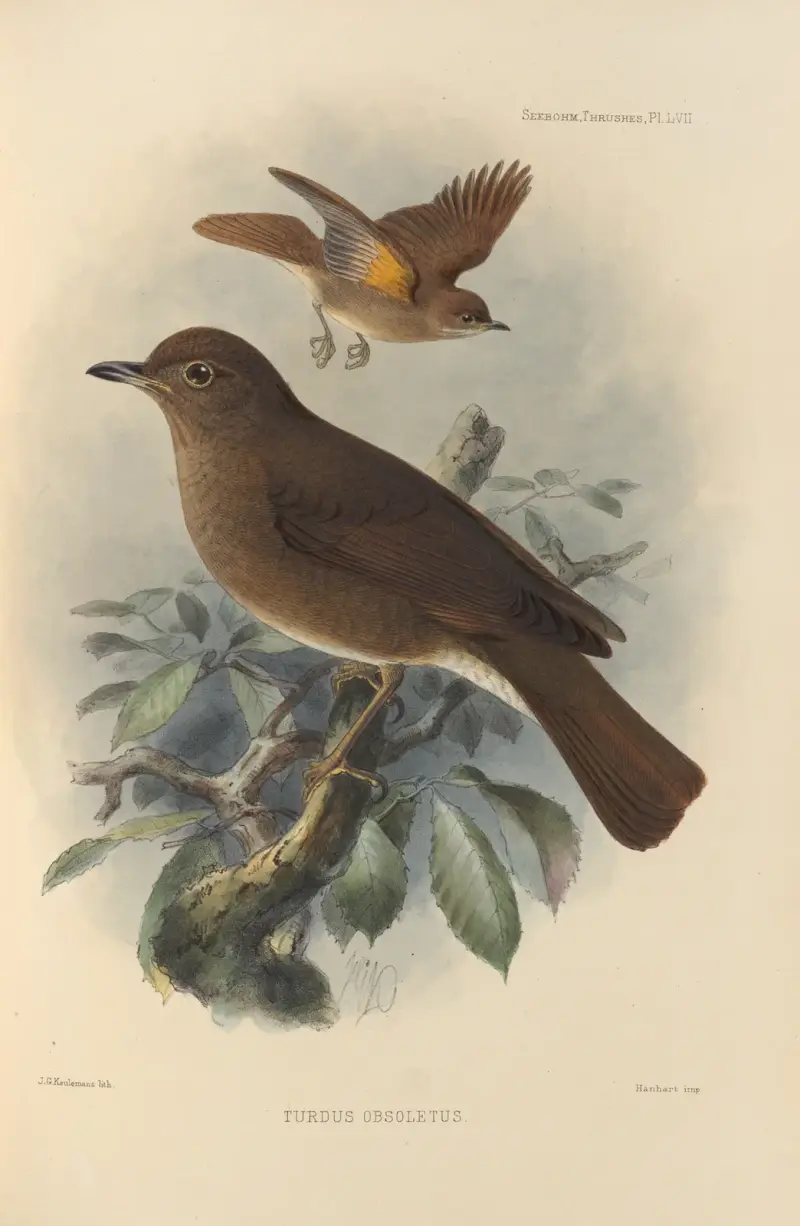 Turdus Obsoletus av Henry Seebohm