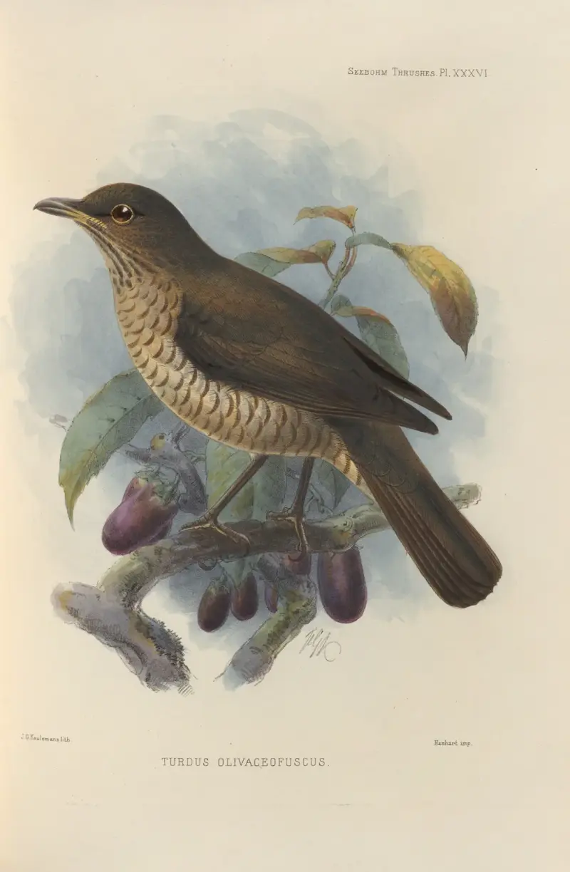 Turdus Olivaceofuscus av Henry Seebohm