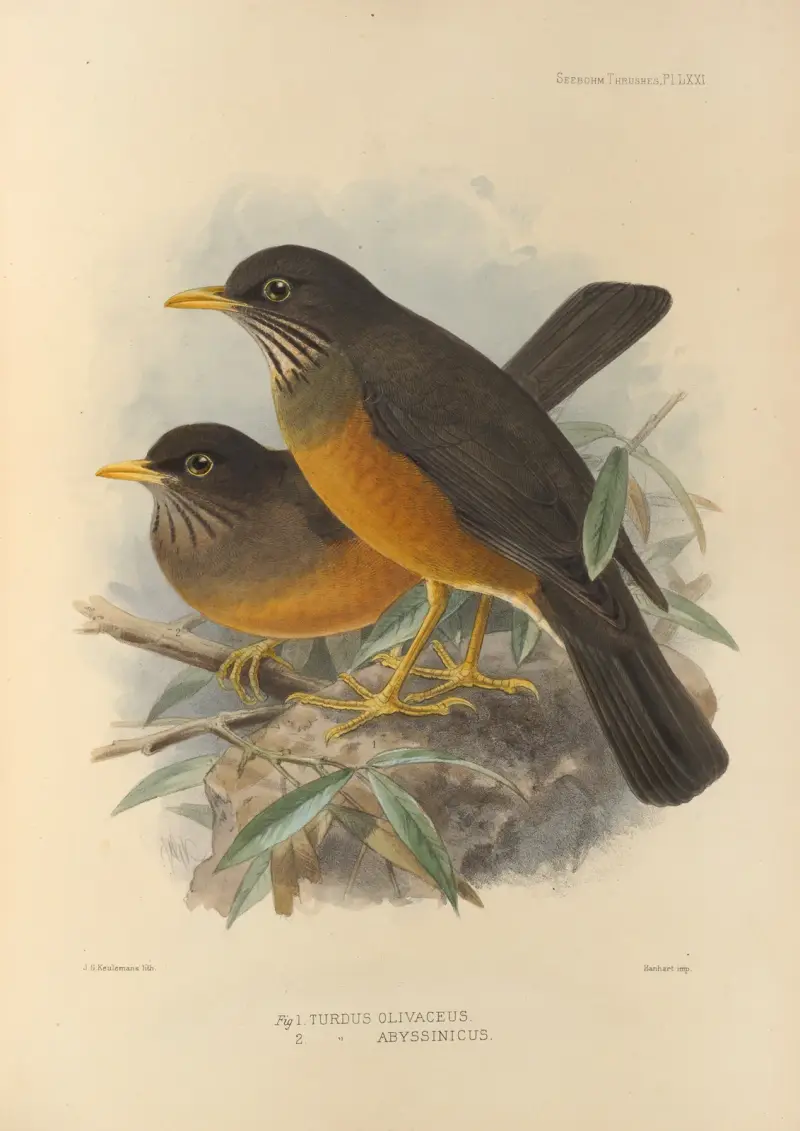 Turdus Olivaceus, Abyssinicus av Henry Seebohm
