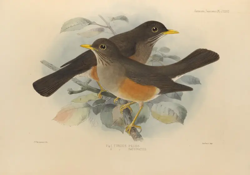Turdus Pelios, Turdus Saturatus av Henry Seebohm