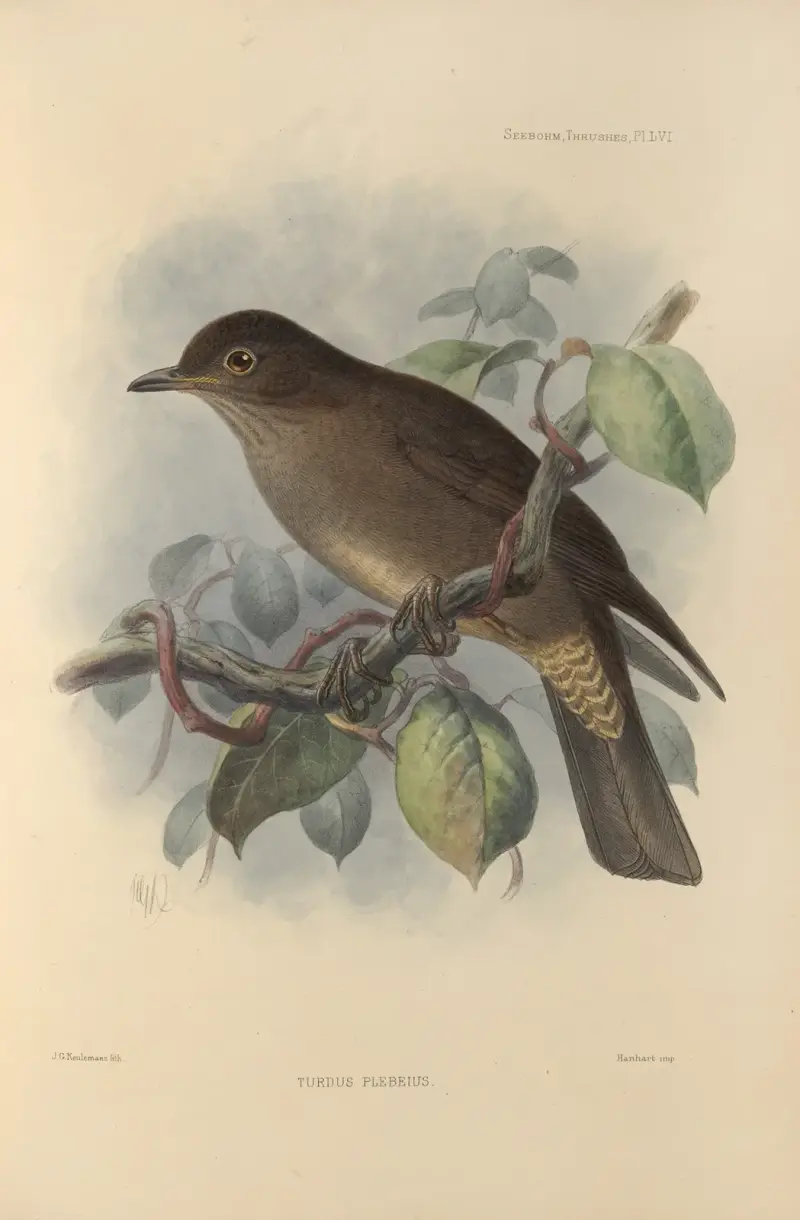 Turdus Plebeius av Henry Seebohm